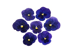 Виола обезвоженная "Полярная звезда" плоская 20 шт